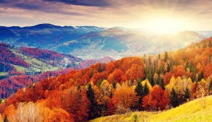 Carolyn M. Bowen Author, The Writing Life