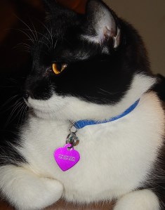 The Writing Life, Carolyn Bowen Author, Book Blogger