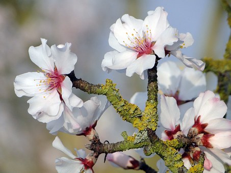 almond-blossom